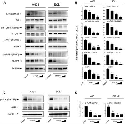 Frontiers Modified Aminolevulinic Acid Photodynamic Therapy